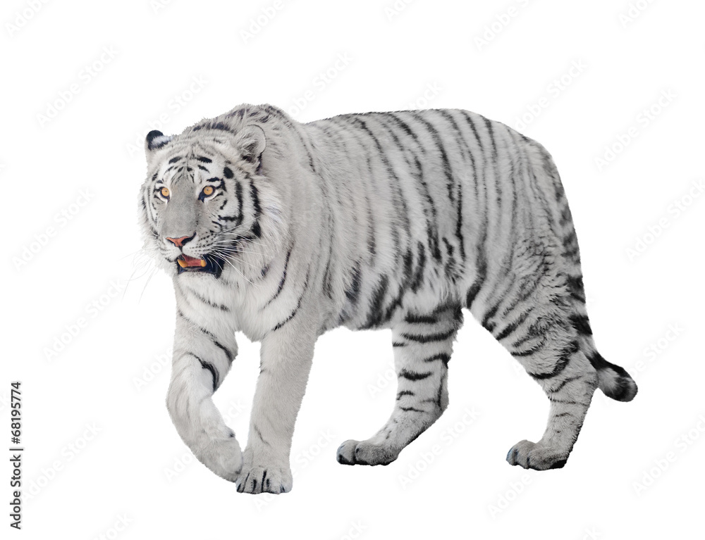 Fototapeta premium duży tygrys albinos na białym