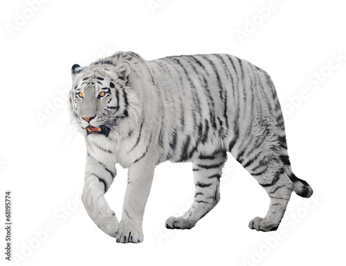 Fotografia large albino tiger isolated on white