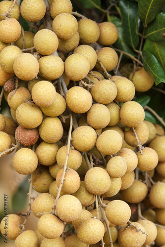 Longan