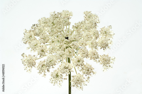 Photos Wilde, Moehre; Bluete; Blueten; Daucus; Carota;
