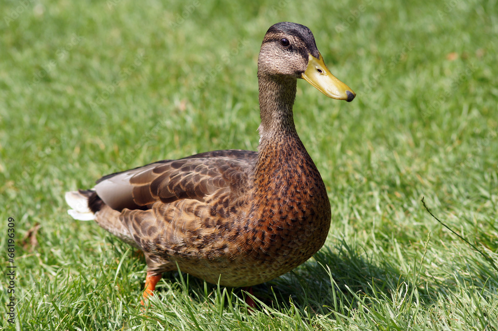 Ente geht spazieren 2 Ente geht spazieren 2