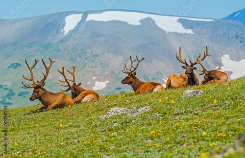 Gang of Elks in Colorado photo