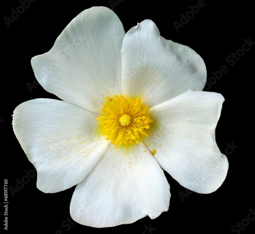 Fotografi Fiore di cisto marino