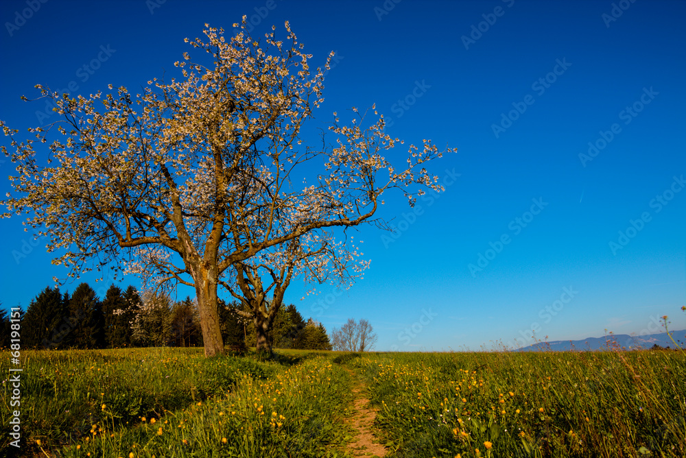 Fototapeta premium Trees