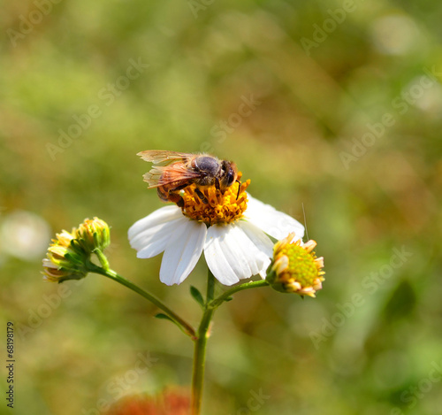 Bees to a flower. © anatchant