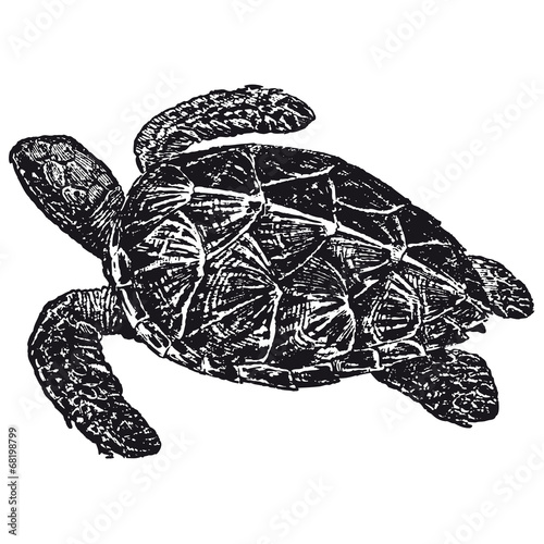 Tortue Karet