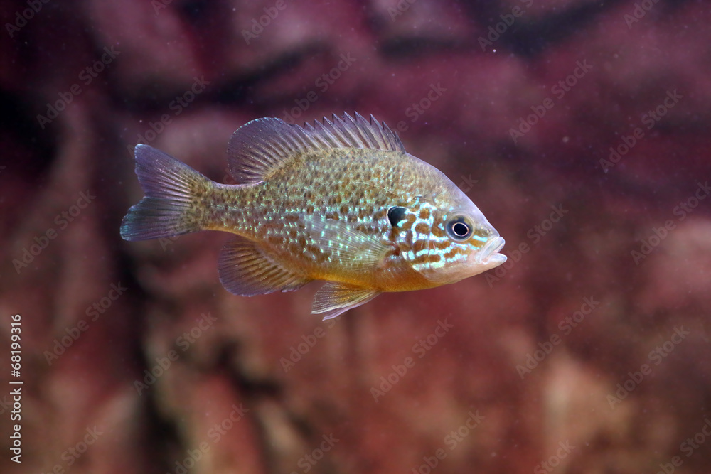 A pumpkinseed sunfish or common sunfish A pumpkinseed sunfish or common sunfish