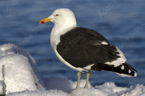 Dominican gull is sitting on the snow a winter sunny day