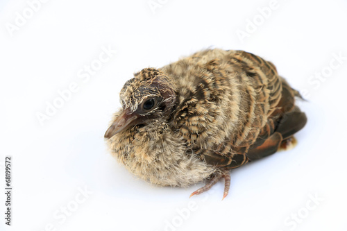 Young bird on white background