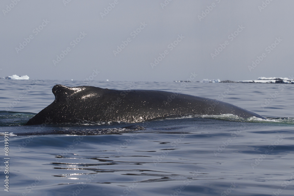 Fototapeta premium humpback whale back in the summer Antarctic waters