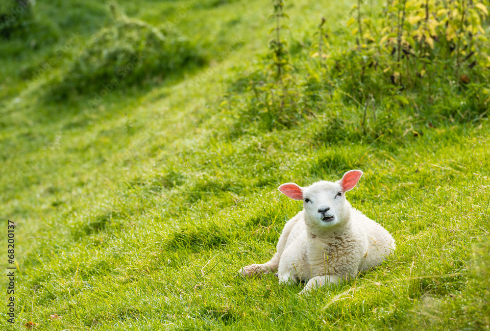 Obraz premium Curiously looking lamb