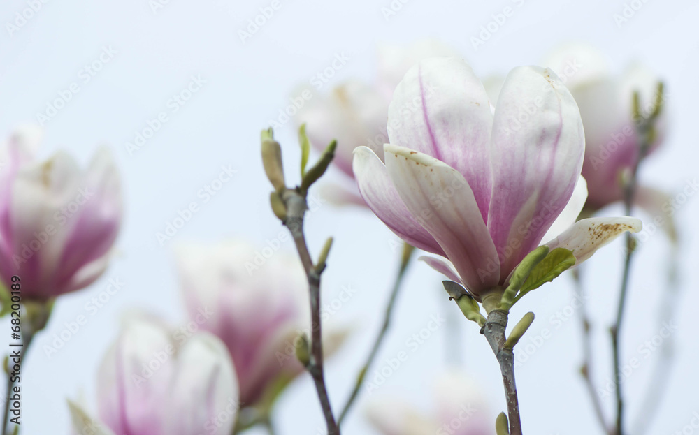 Fiori di magnolia - obrazy, fototapety, plakaty 