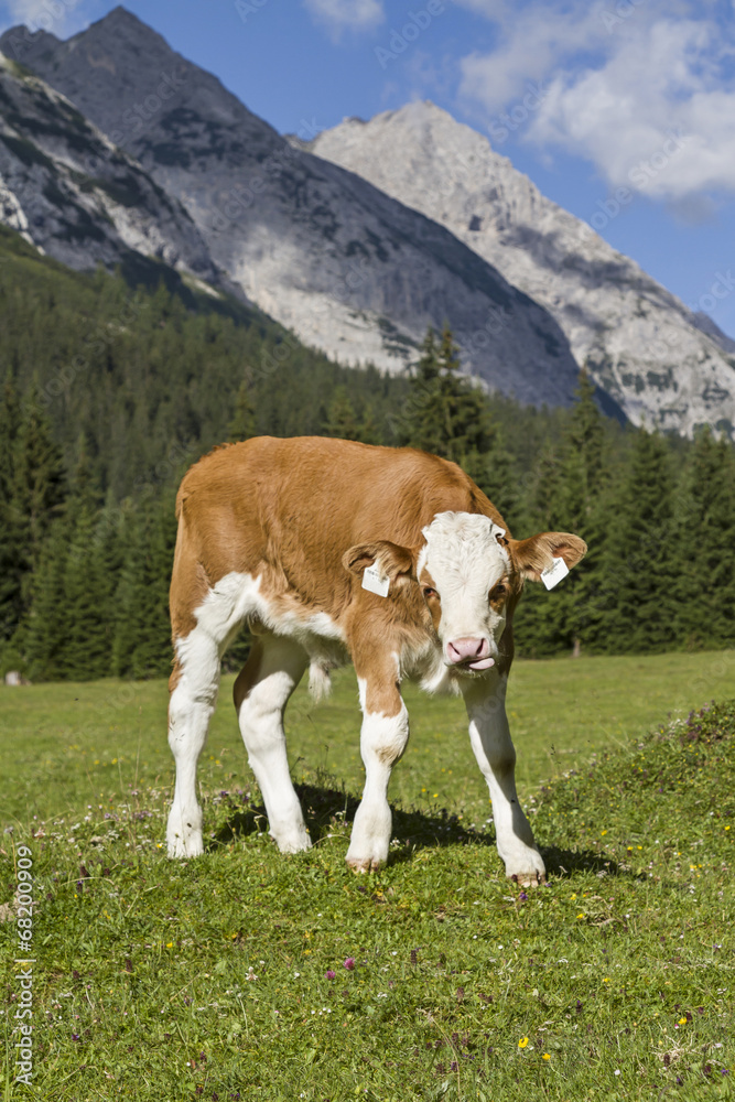 Kalb auf einer Almwiese