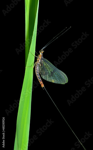 Mayfly 2