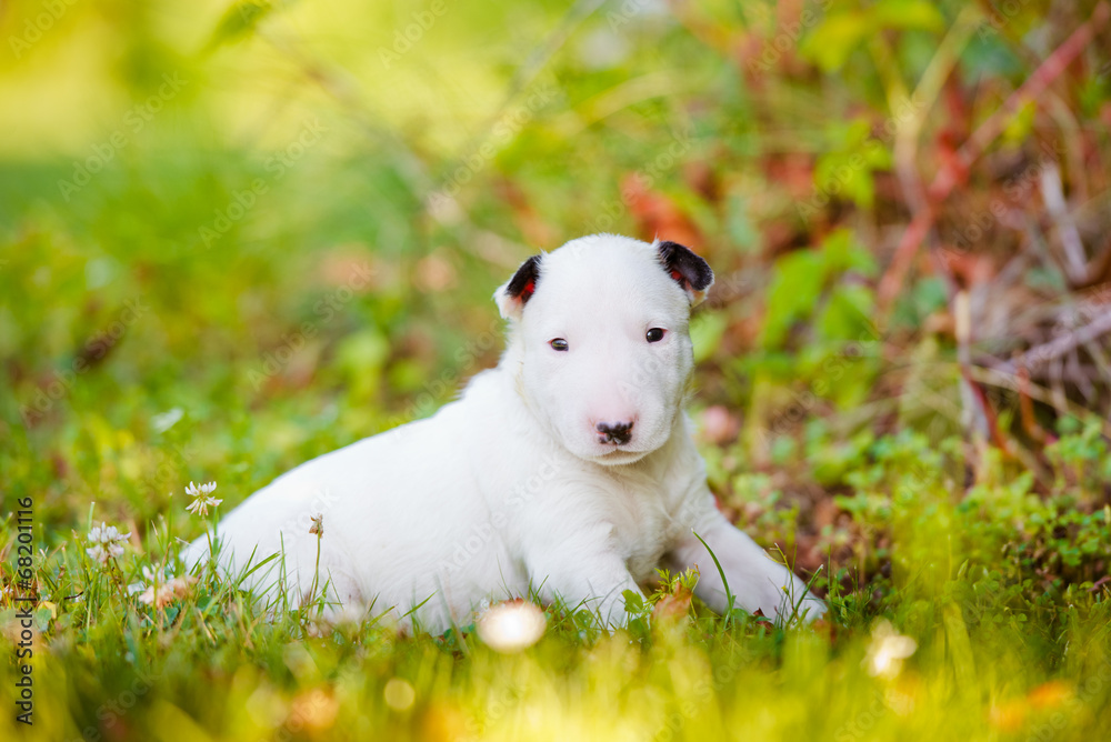adorable white english bull terrier puppy adorable white english bull terrier puppy