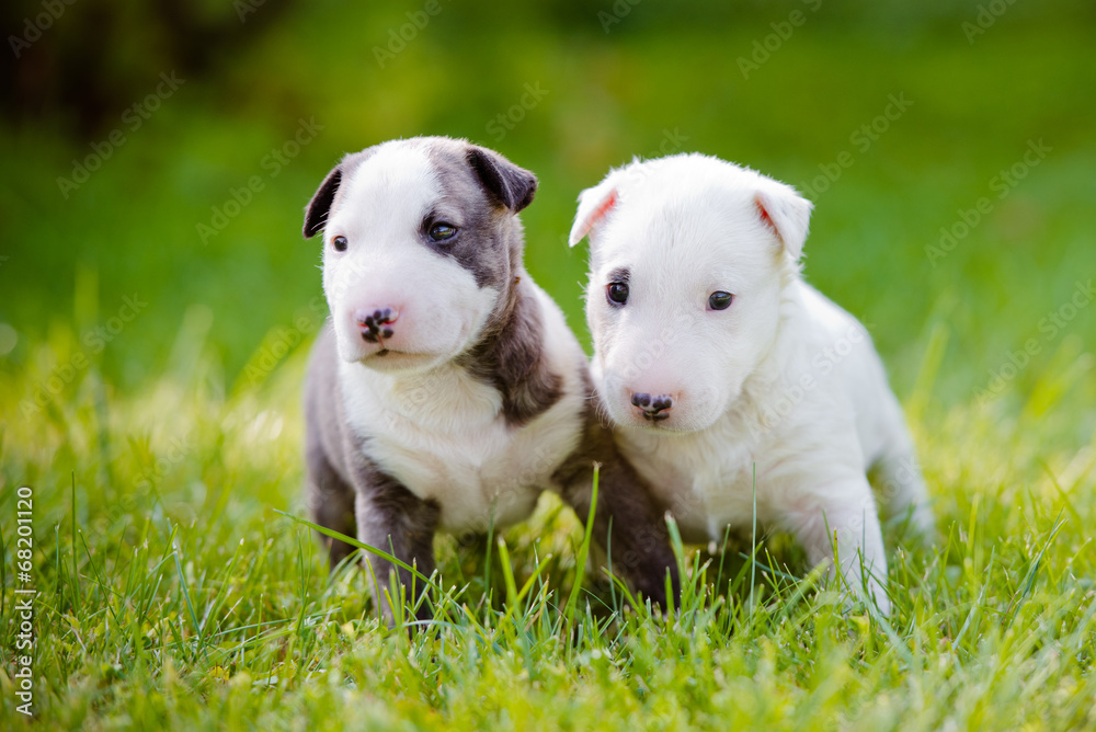 two english bull terrier puppies