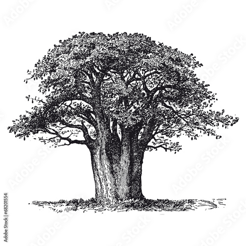Baobab