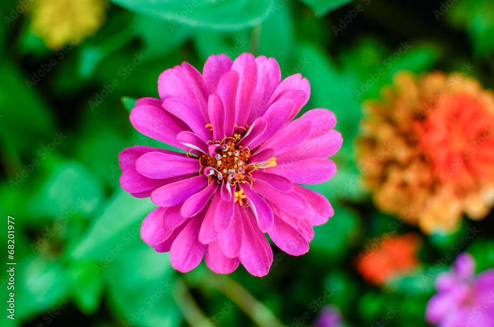 Obraz premium Pink Zinnia elegans flowers in garden