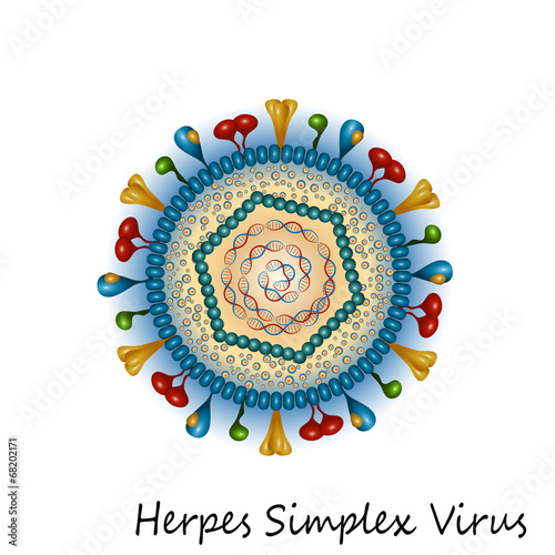 Herpes simplex virus particle structure
