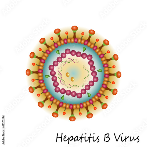 Hepatitis B virus particle structure