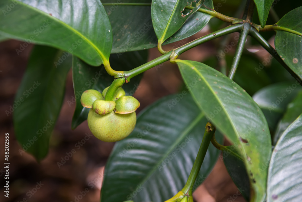 Obraz premium Unripe mangosteen on tree