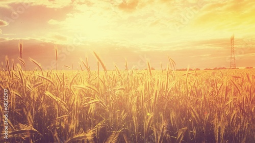 Goldenes Sommerfeld