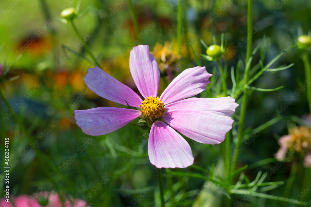 bright pink flower bright pink flower