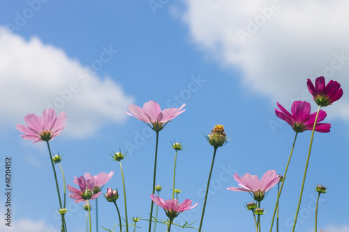 bright pink flowers on blue sky