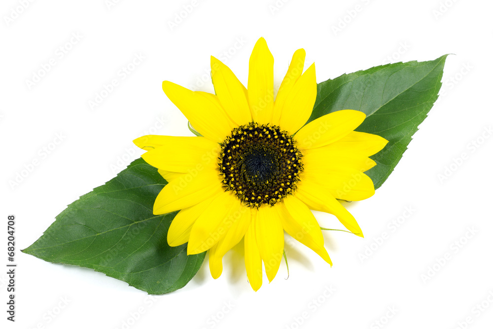Obraz premium Beautiful Sunflower with Green Leaves Isolated on White