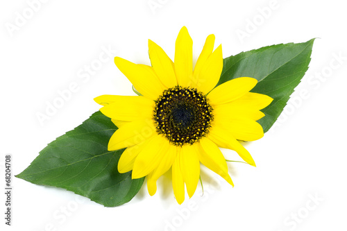 Beautiful Sunflower with Green Leaves Isolated on White