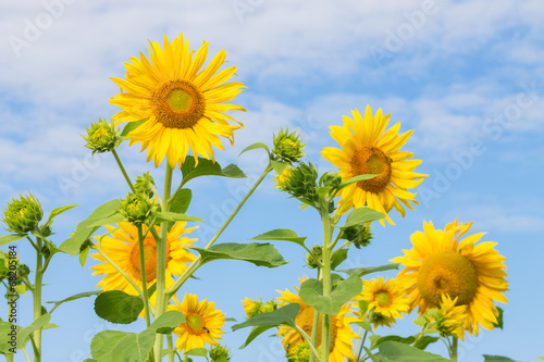 yellow sunflower on blue cloudy sky background