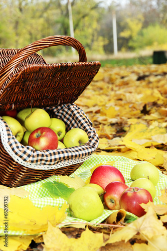 basket of fresh ripe apples in garden on autumn leaves photo