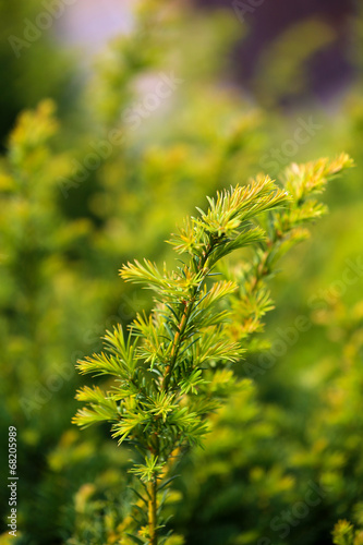 Beautiful spring leaves on tree, outdoors