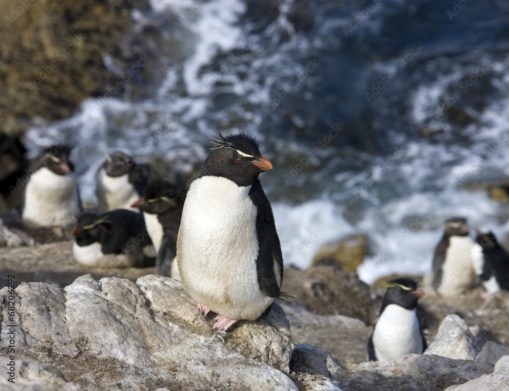 Naklejka premium Rockhopper Penguins on Pebble Island in The Falkland Islands