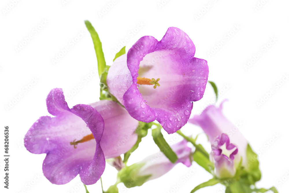 Fototapeta premium Beautiful wild flowers on light background