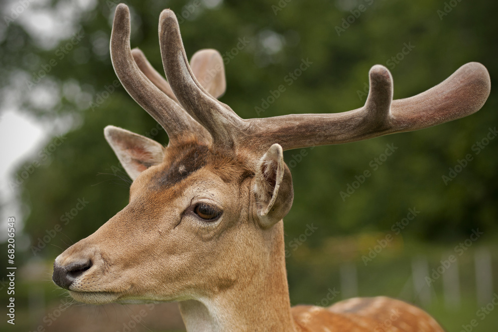A portrait of a deer