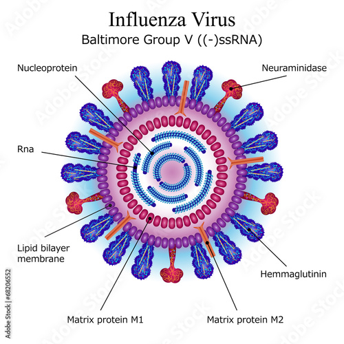 Diagram of Influenza virus particle structure