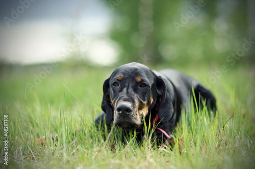 Black hunting dog lying on the grass