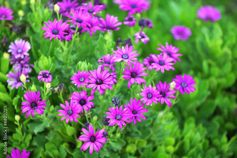 Fototapeta premium Beautiful flowers in garden