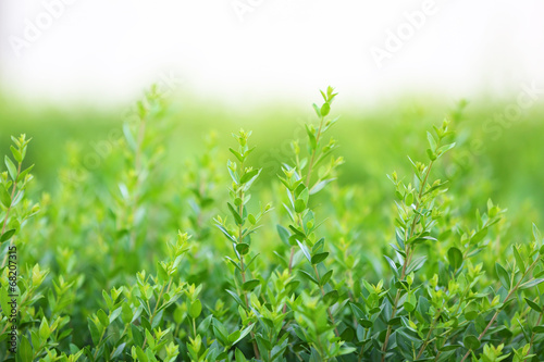 Beautiful green bush close up