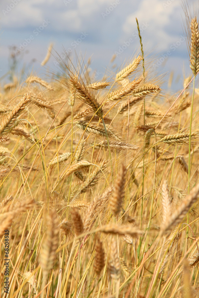 Fototapeta premium Wheat corn