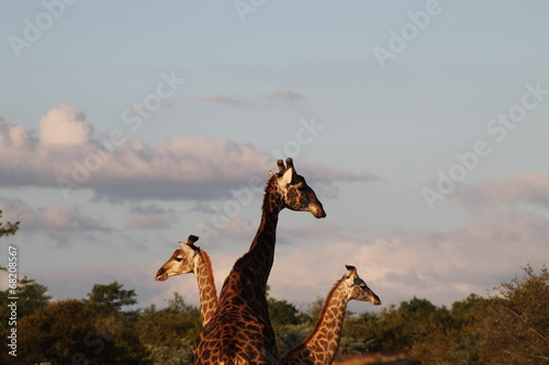 Photography Giraffes looking around