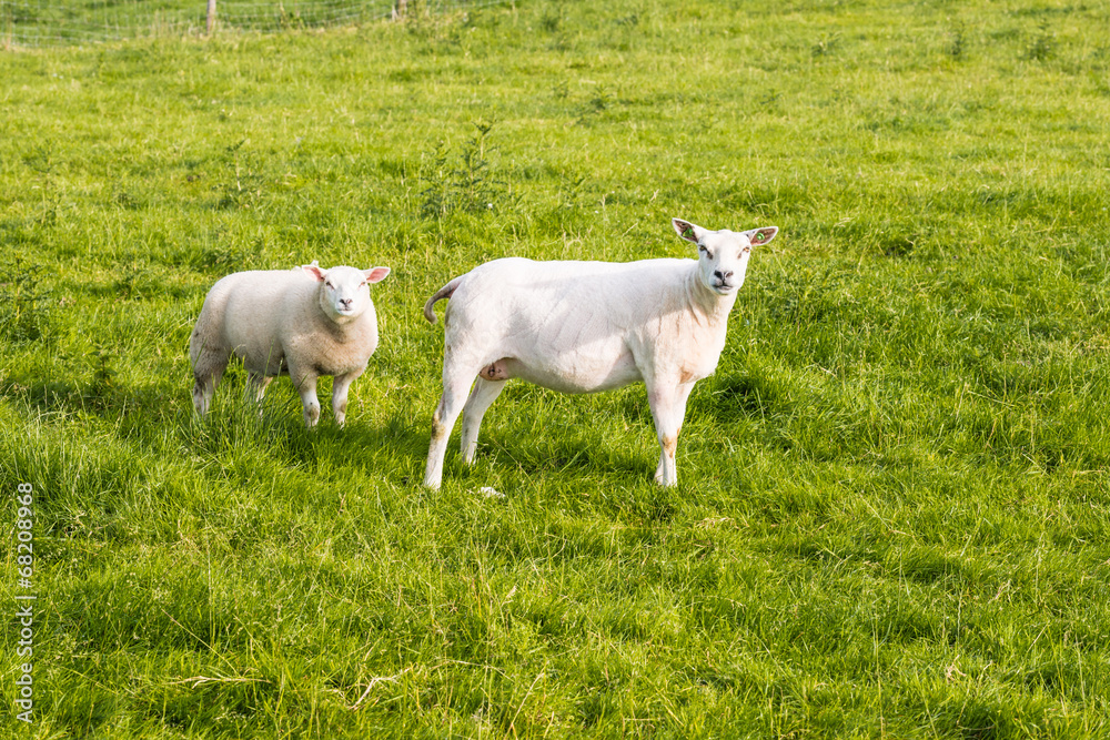 Two recently shorn sheep standing in the grass Two recently shorn sheep standing in the grass