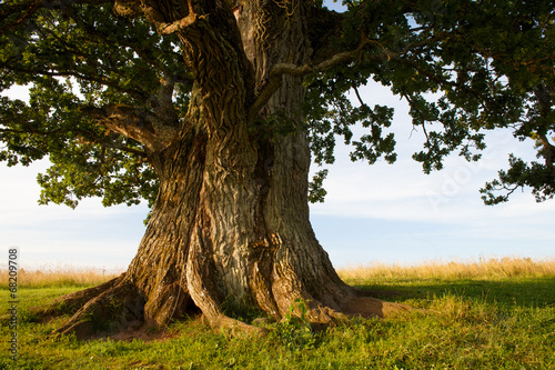 Canvastavla Stem of grand oak in Urvaste, Estonia