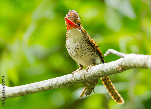 Female Banded Kingfisher  spread her head feather photo