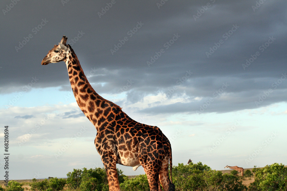 Obraz premium Girafe mâle de profil