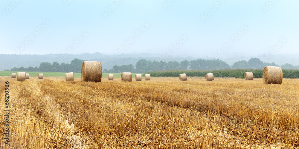 Naklejka premium Bele siana w mglisty poranek