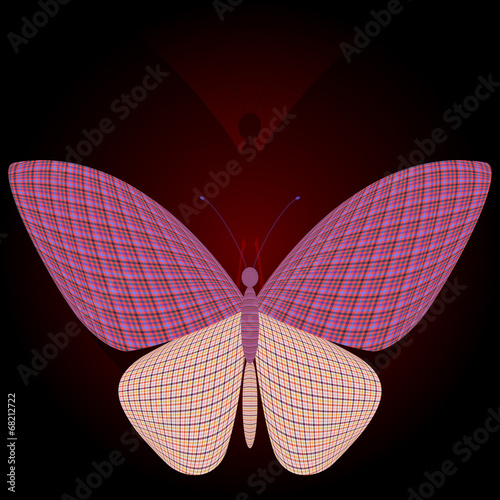 butterfly