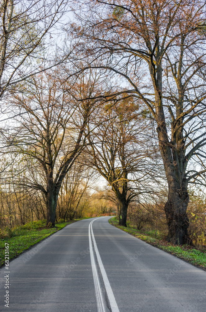 Fototapeta premium Autumn road