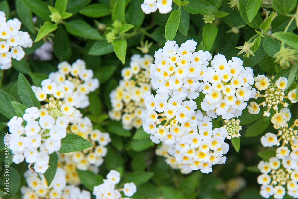 Little white flower with yellow pollen in garden Little white flower with yellow pollen in garden
